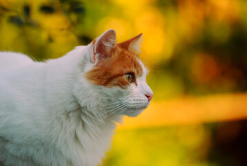 Portrait of a cat in the garden
