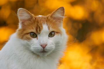 Portrait of a cat in the garden