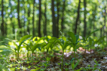 Lily of the valley - white flower with green leaves in the forest. Nice bokeh.