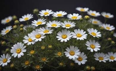a close up of a white flowers and a blurry dark background. AI generated.