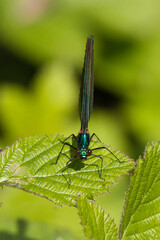 Libelle sitzt auf einem Blatt