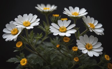 a close up of a white flowers and a blurry dark background. AI generated.