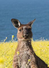 Kangaroo on canola field