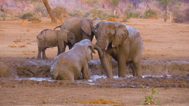 African elephants (Loxodonta africana); two mothers with juveniles taking a mud bath, Botswana
