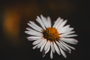 Fototapeta premium spring. Colorful plants, warm days, bees, butterfly, blueberries, lupine