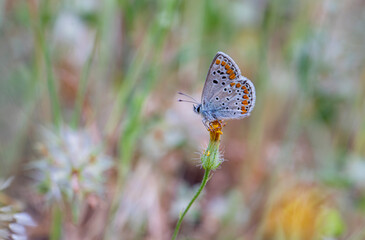 Aegean Hopper butterfly (Pyrgus melotis) on the plant