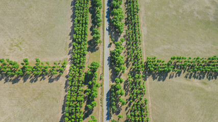 Aerial photography of woods and grass road
