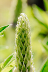 spring. Colorful plants, warm days, bees, butterfly, blueberries, lupine