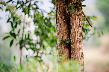 Pine Tree Trunk Background Image - Green Environmental Banner Forest and Forestry Commission...