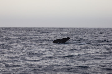 Fototapeta premium Sperm whale tail appearing during the dive in the arctic waters