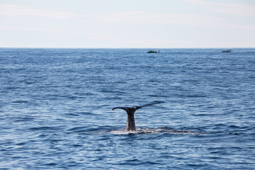 Sperm whale tail appearing during the dive in the arctic waters