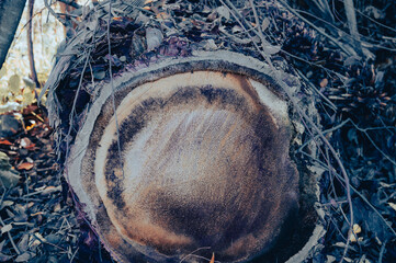 a cut tree stump. view from above.