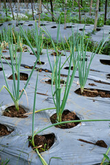 Fresh Red Onions Thrive in the Garden