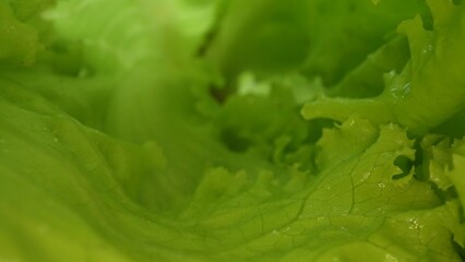 Macrography, fresh lettuce leaves stand out against a black background, creating a striking visual...