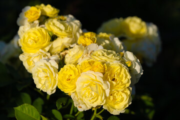 薔薇