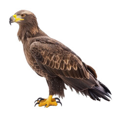 Obraz premium side view of eagle transparent isolated on white png