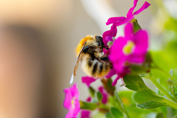 spring. Colorful plants, warm days, bees, butterfly, blueberries, lupine
