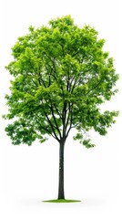 Serene Green Tree Illustration