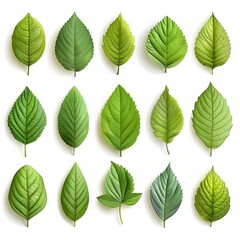 Fototapeta premium A collection of botanical vitality, featuring leaves and vibrant hues, perfect for natural design.