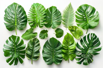 An exotic foliage collection with lush palm, monstera, and fern leaves, evoking vibrant tropical beauty.