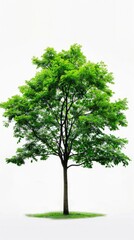 Serene Green Tree Illustration