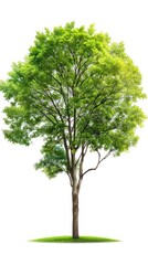 Serene Green Tree Illustration