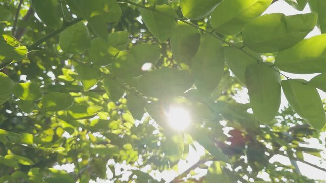 pinnately compound leaves swaying close-up and tilt-up 60fps