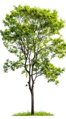 Serene Green Tree Illustration