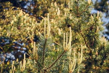 sosna ,gałąź © Marcin Łazarczyk