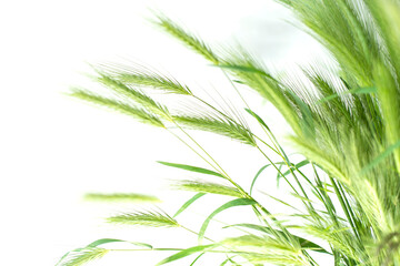 Fototapeta premium green ears of grass on a white background.