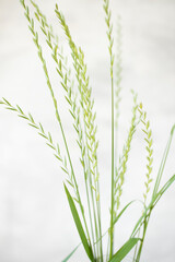 Fototapeta premium green ears of grass on a white background.