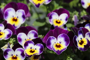 Violett flowers