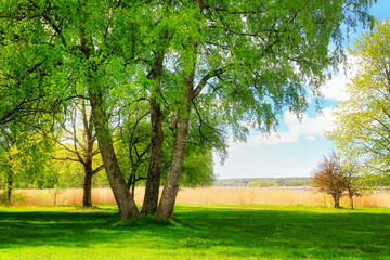 Fototapeta premium Landscape with Old Multi-Stem Birch Tree Growing near the Seashore in the Spring. 