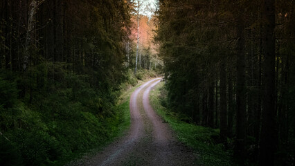 Obraz premium Road through the Woods.