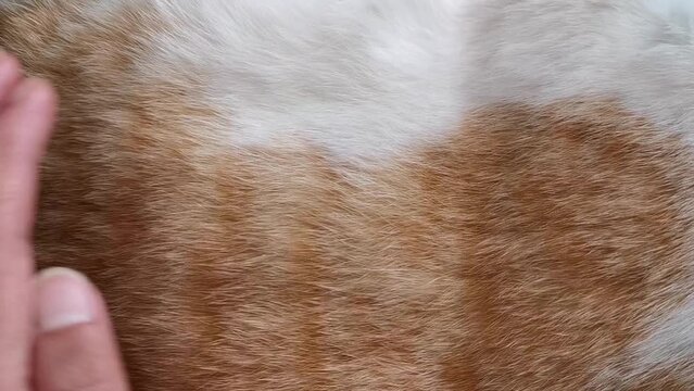 Petting a cat hair. Ginger and white cat with human hand touching its hair. Pet massage concept. 