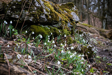 White snowdrop, Little Carpathians, Slovakia
