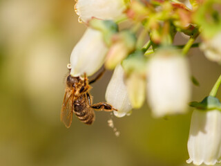 spring. Colorful plants, warm days, bees, butterfly, blueberries, lupine