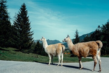 Obraz premium Alpaca in its natural environment.
