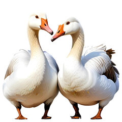 Obraz premium illustration of a pair of swans