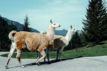 Fototapeta premium Alpaca in its natural environment.