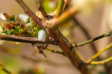 spring. Colorful plants, warm days, bees, butterfly, blueberries, lupine