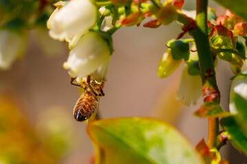 spring. Colorful plants, warm days, bees, butterfly, blueberries, lupine