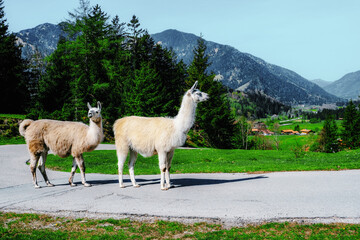 Obraz premium Alpacas walk in their natural environment.