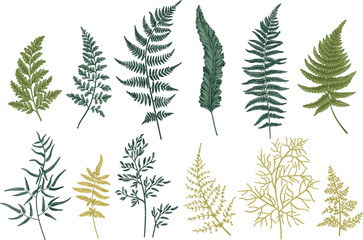 Set with fern leaves. Vintage botanical illustration. Art line style.