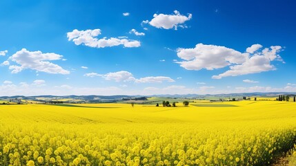 Obraz premium A beautiful landscape of a canola field in full bloom, stretching as far as the eye can see