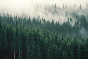 Dense forest with tall pine trees and fog on it