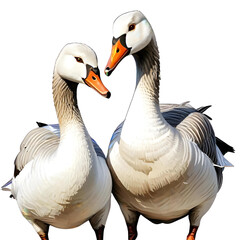 illustration of a pair of swans