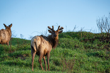 Elk in the Grass