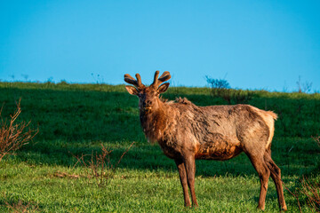 Elk in the Grass
