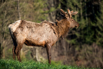 Elk in the Grass